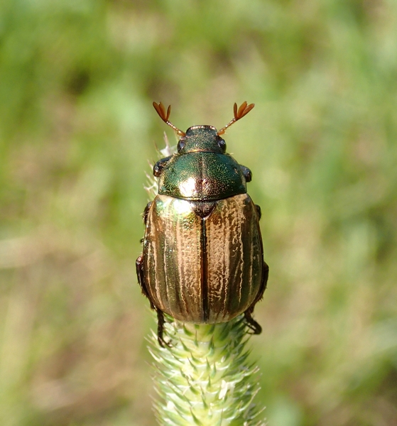 Rutelidae da confermare - Mimela junii junii